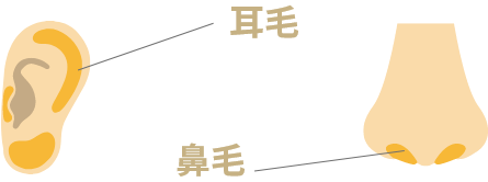 耳毛鼻毛脱毛