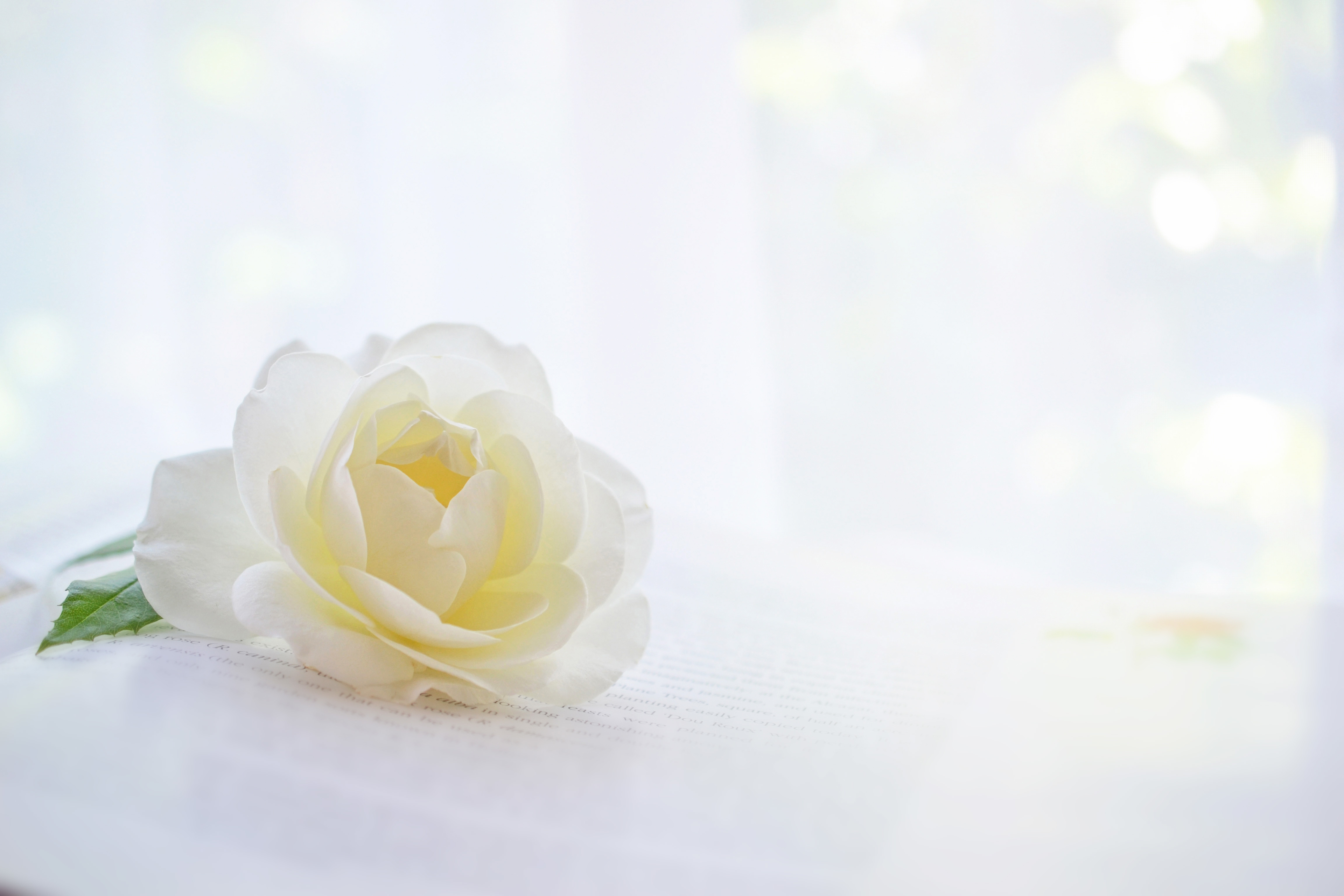 白髪は脱毛できる 年齢とともに増える白髪の対処法をご紹介 医療脱毛専門のリゼクリニック