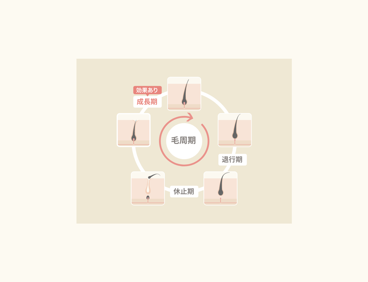 毛周期