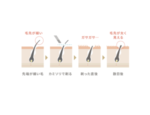 剃ることで毛の断面が目立つ